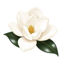 Magnolia Maids the magnolia bloom